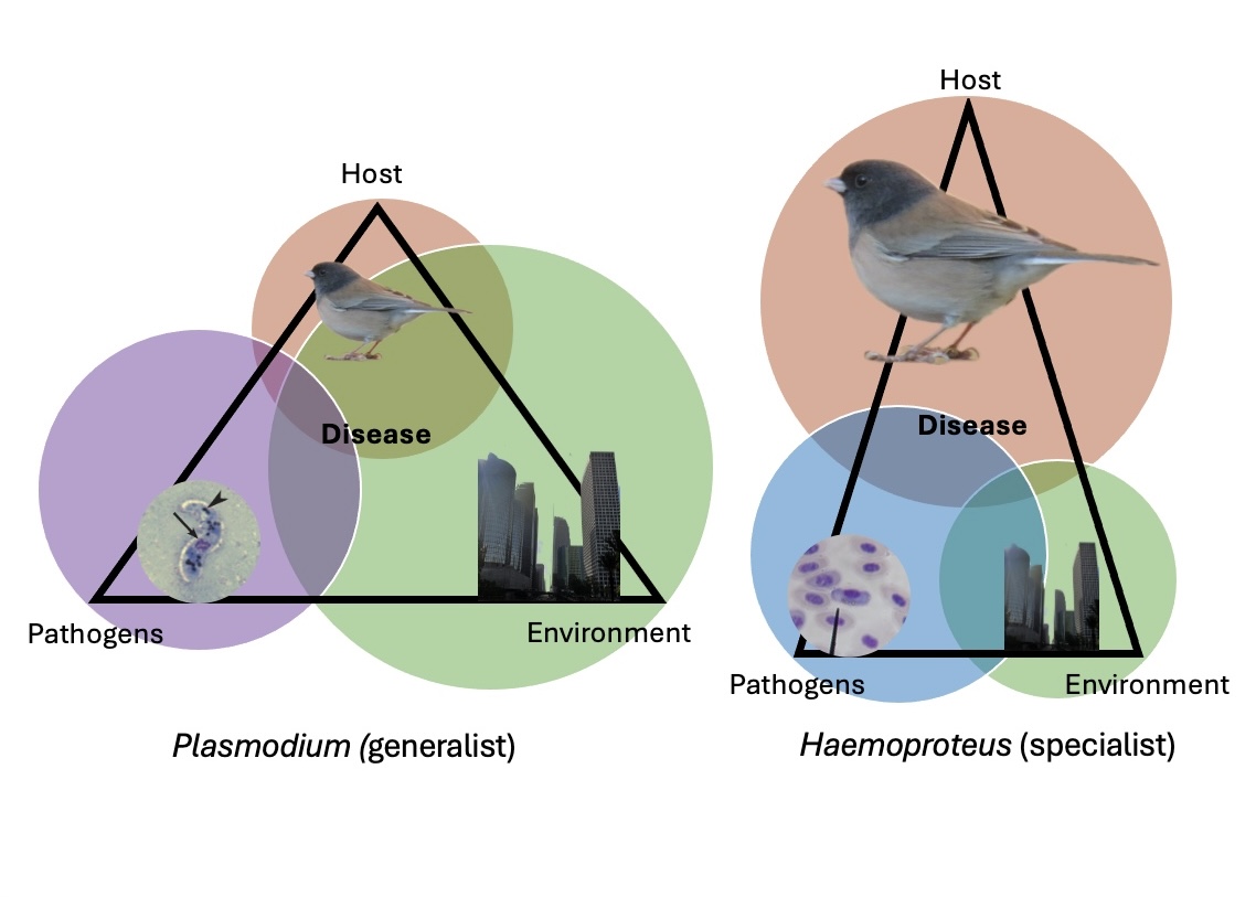 Disease Ecology Image1