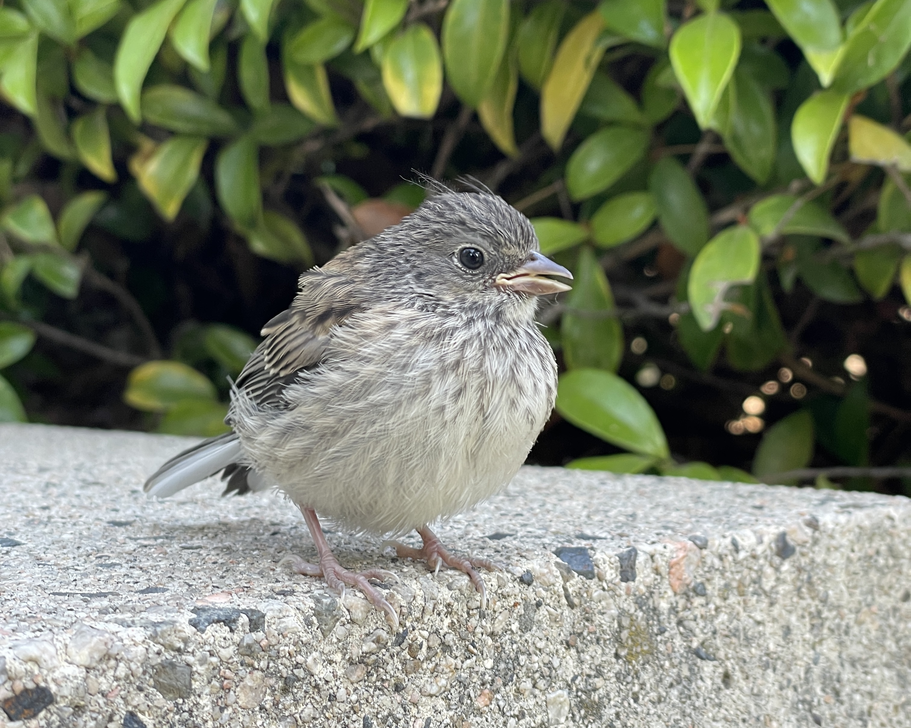 Aging and Disease Image Fledgling