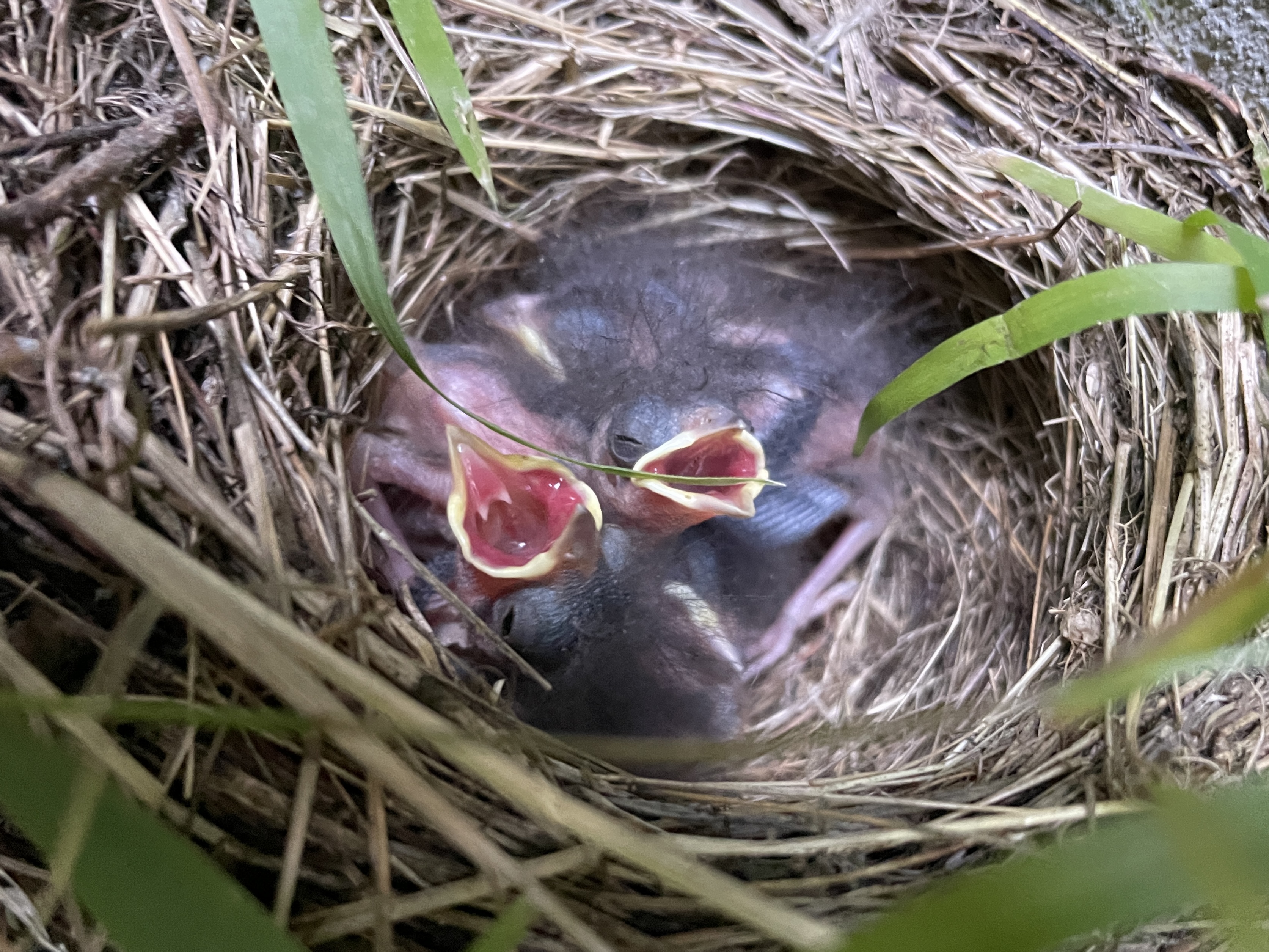 Aging and Disease Image Nestling